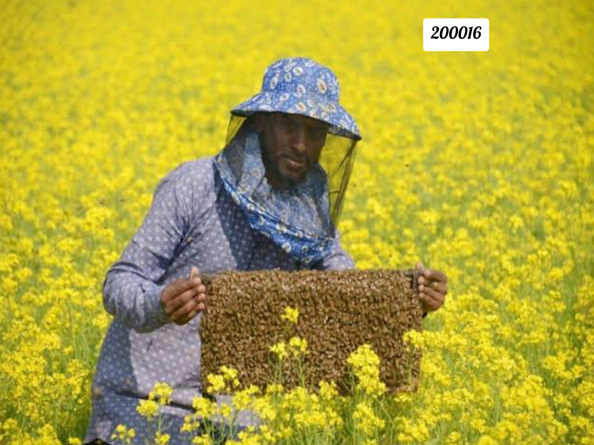 সরিষা ফুলের মধু একটি বিশেষ মৌসুমি  প্রাকৃতিক মধু। 500 গ্রাম 200016